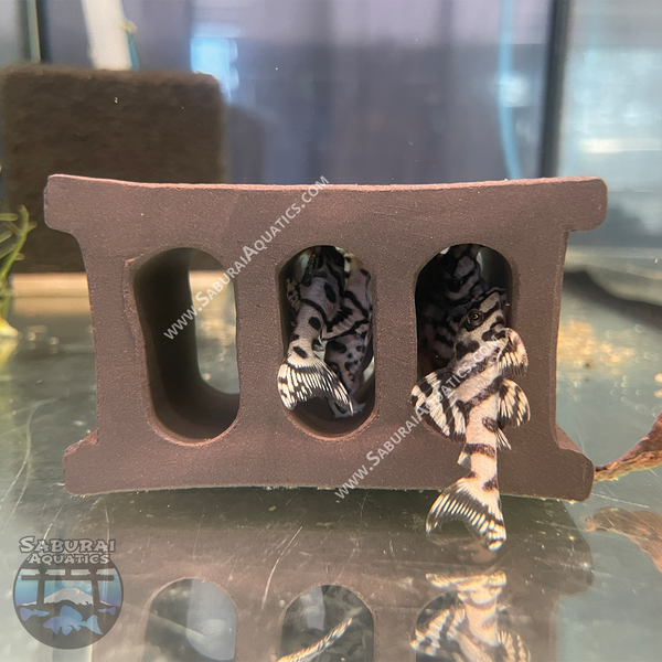 Small Brick Fish Hide