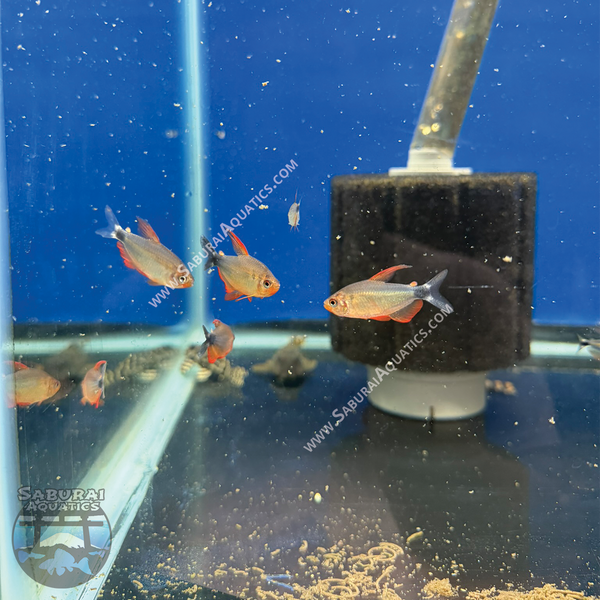 Newest Arrivals – Saburai Aquatics