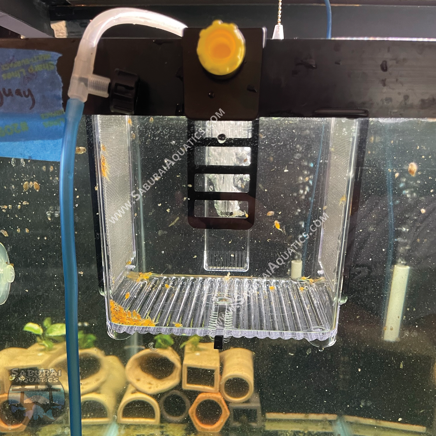 Ziss Breeder Box – Saburai Aquatics