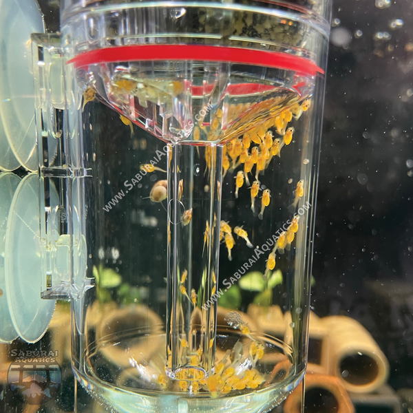 Fish egg tumbler with water and small fish, brand 'Saburai Aquatics' visible