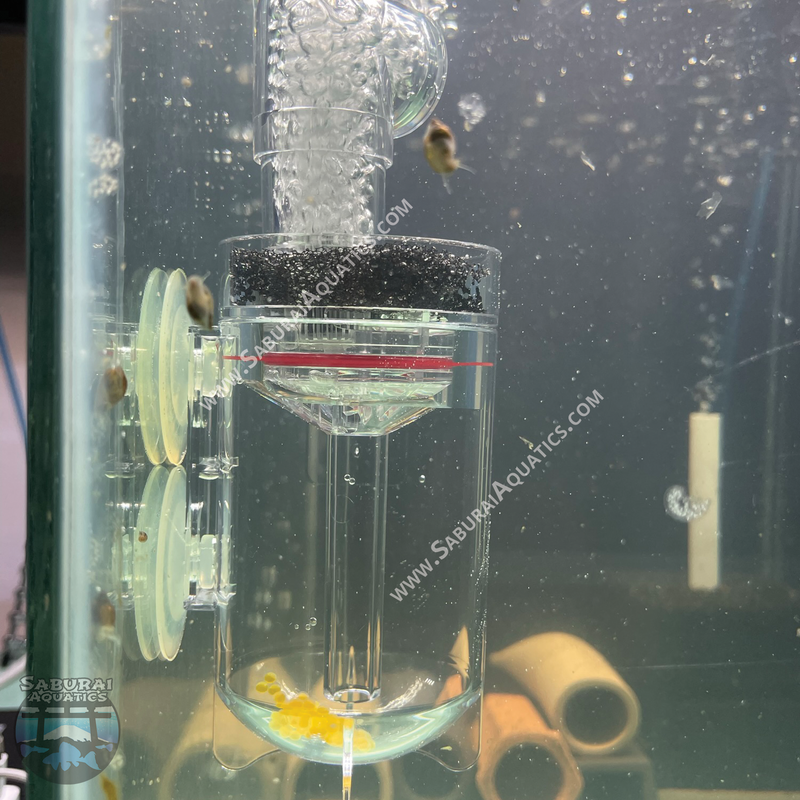 Egg tumbler with fish eggs mounted to aquarium glass with suction cups