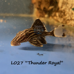 L027 "Thunder Royal"