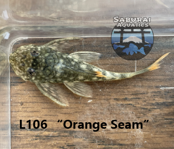 L106 "Orange Seam"