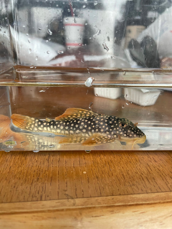 L014 “Sunshine Pleco”