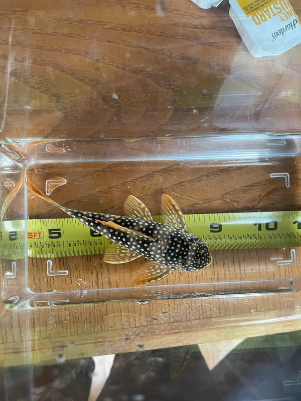 L014 “Sunshine Pleco”